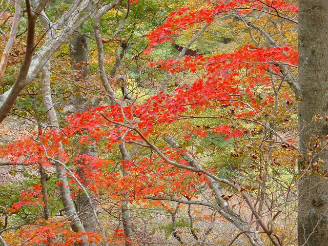 オガラ沢尾根ルートの紅葉.jpg