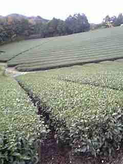 茶畑.jpg
