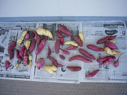 おいもたち
