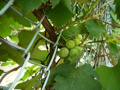ぶどう
