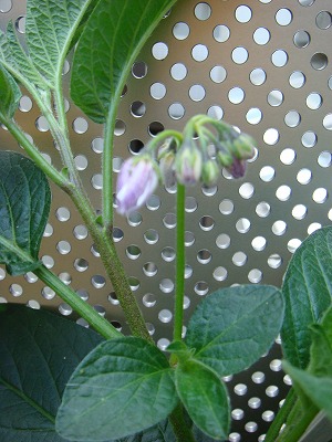 pepino-flower