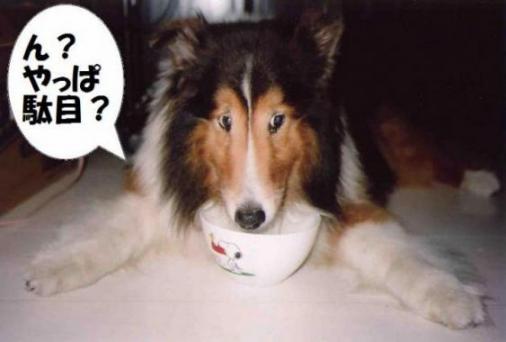 ん？やっぱ駄目？