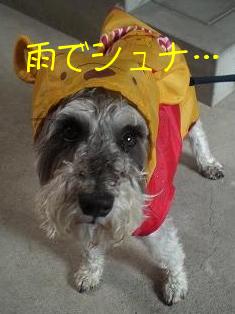 雨でシュな…