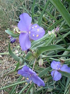 何の花？