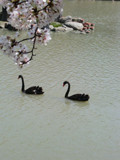 桜と黒鳥
