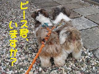 いますか？.jpg