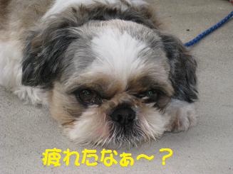 レオン.jpg