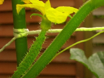 5月20日　キュウリ花.JPG
