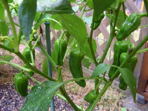6月16日ピーマン.JPG