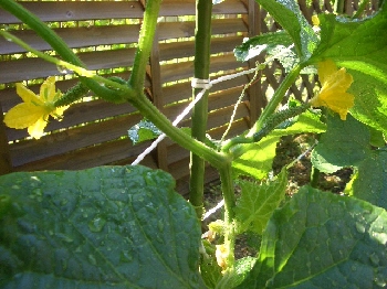 5月22　キュウリ　花2.jpg
