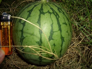 6月28日スイカ.JPG