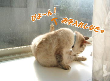 すうちゃんお手入れ
