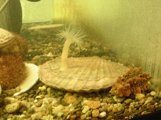 07.8.5水キラリこんなの