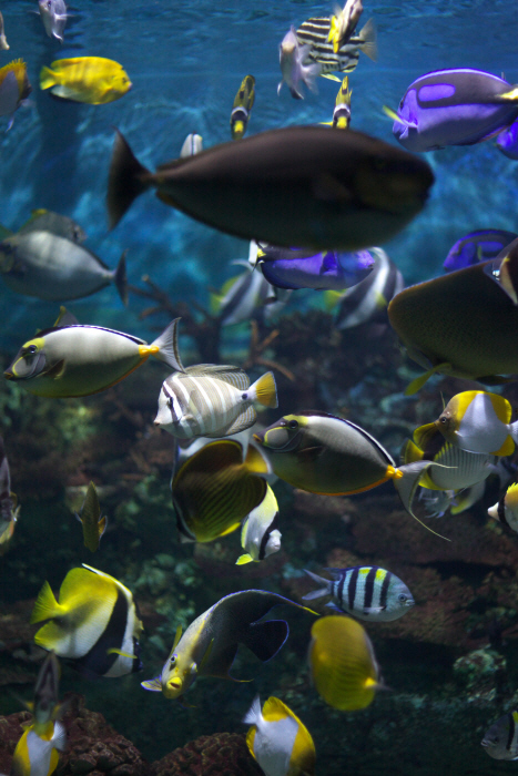 ラッセンみたい？