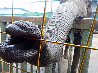 サファリパークの象