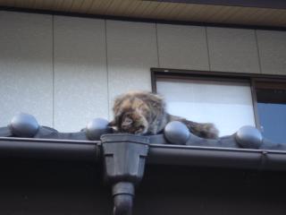 ここ？