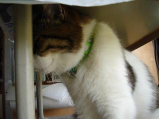 だめですかぁ