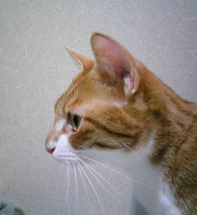 091011_みかん怪我2