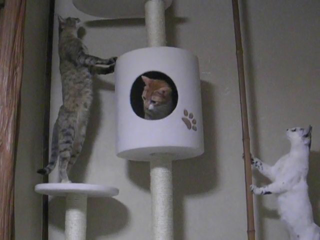 090515_タワーさくら