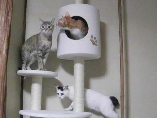 090515_タワーみかまりさくら