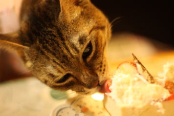 101129_こじ退院ケーキ2