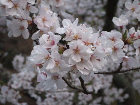 桜