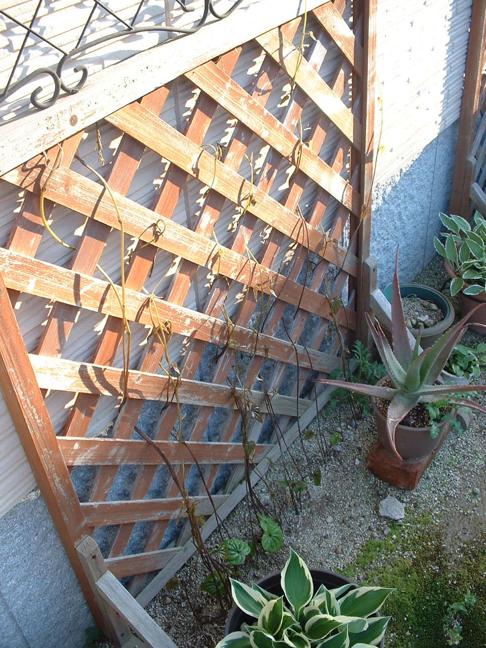 やまいも