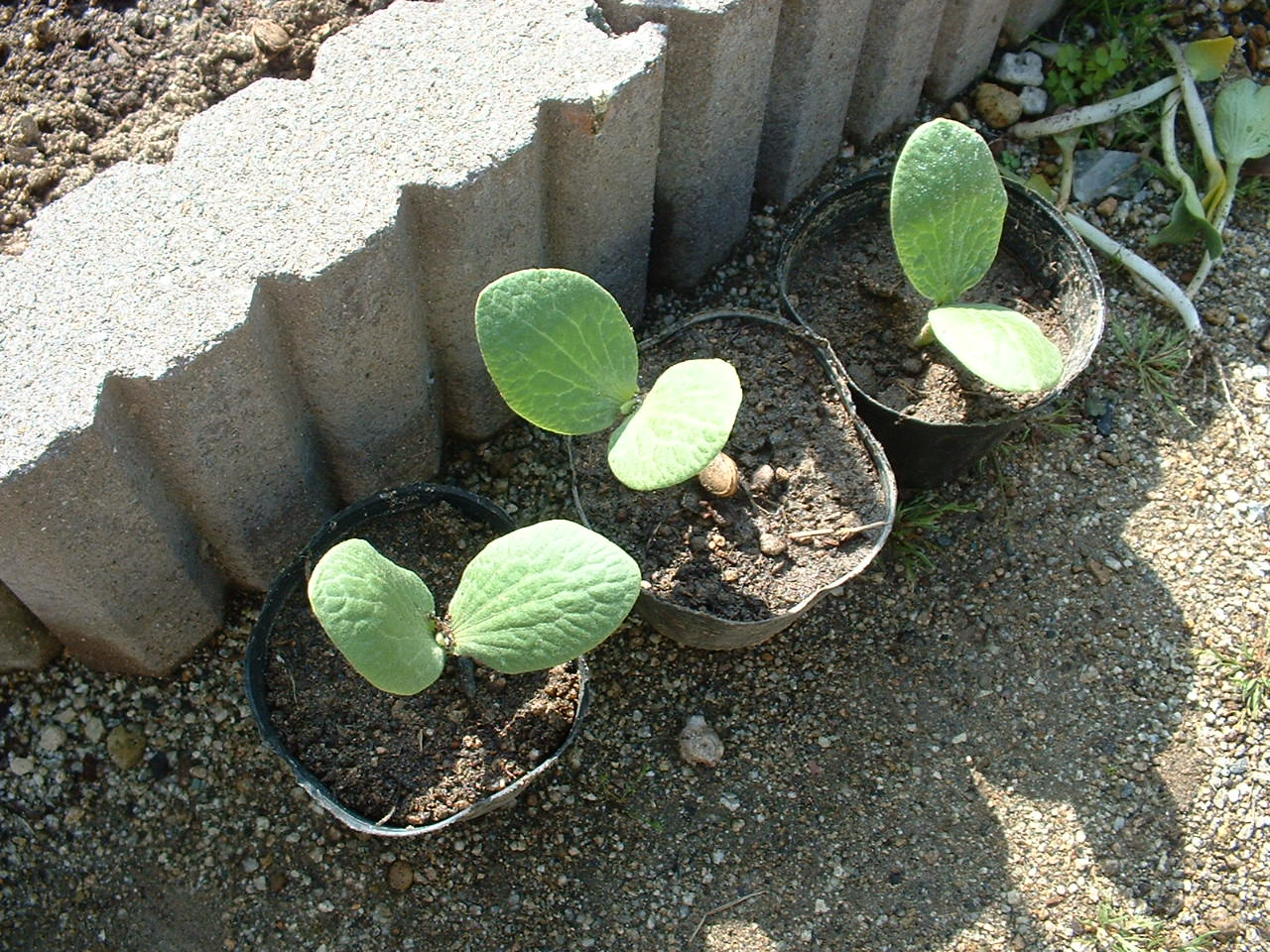 かぼちゃよけたの