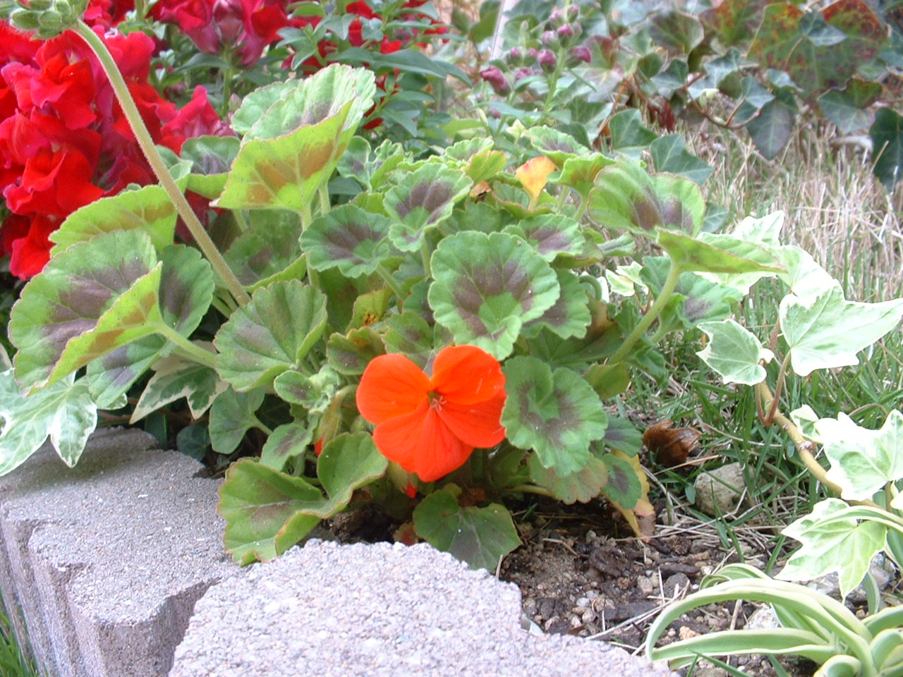 ゼラニウム今年1個目の花