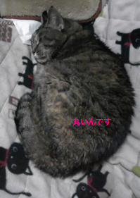 20110202_丸い猫1.png