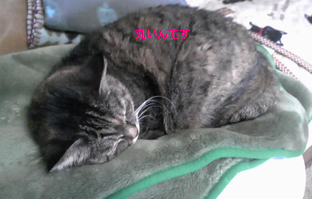 20110207_丸い猫2.png