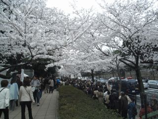 sakura