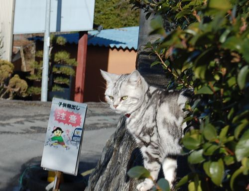 DSC_0172.JPG