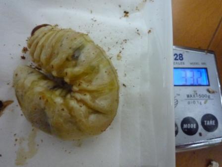 P1000781.JPG