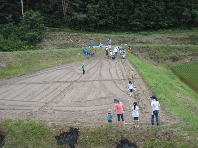 大豆を蒔く　全景