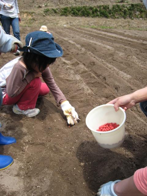 大豆を蒔く　赤い豆（改）