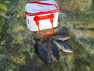 ナイキフリー 016.jpg