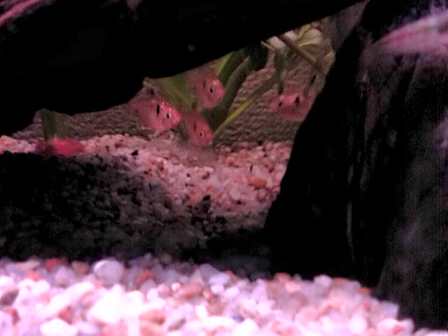 熱帯魚６/６