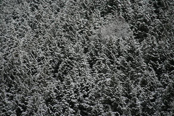 檜の雪化粧