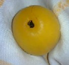 へたをとります*