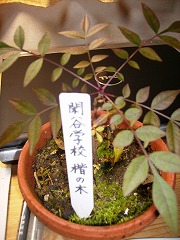 楷の木３