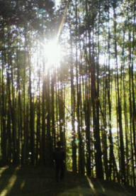 竹林２