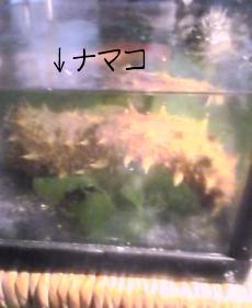 ナマコ