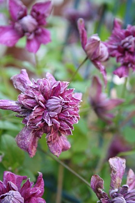 パープレア・プレナ・エレガンス