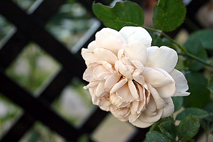 グレイ・パール