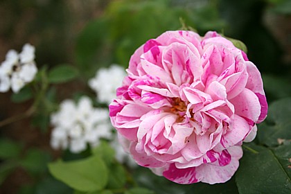 オノリーヌ・ド・ブラバン