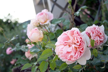 アブラハム・ダービー