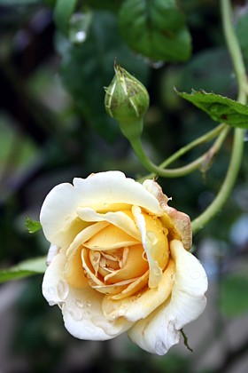 ゴールデン・セレブレーション