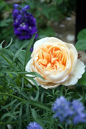 ジェーン・オースチン