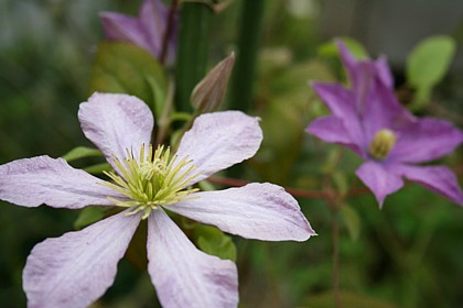 マダム・バロン・バイラード